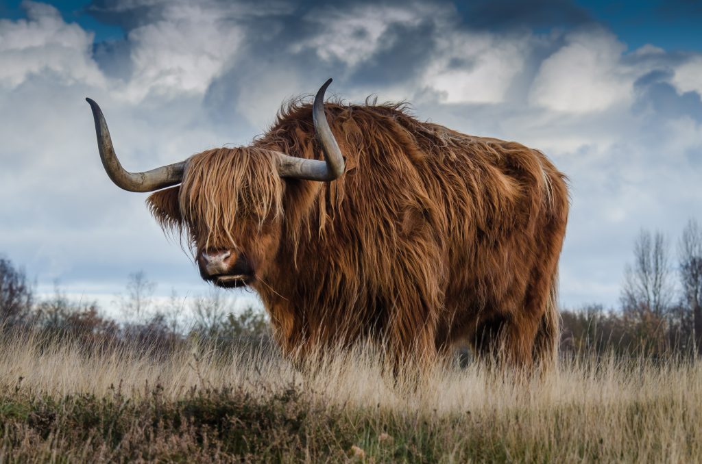 picture of yak you must shave before you learn to code